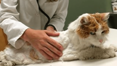 Photo of Senior Cat Thrown Out Of House Walks Until He Can’t Take Another Step