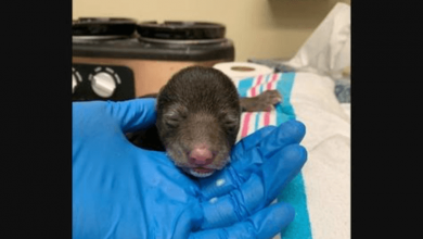 Photo of Dog Brings Home Orphaned And Dehydrated Baby Animal Who Badly Needs Help