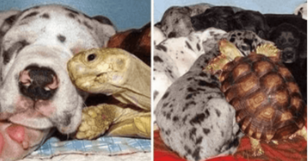 Turtle Retrieving Dogs Orphaned Turtle Is Raised With Rescued Dogs And They Are Now ...