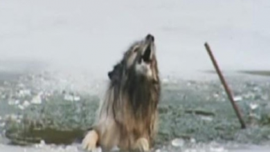 Photo of Homeless Pup Was Screaming In Pain With His Ear Was Almost Torn Away