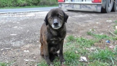 Photo of Old Dumped Dog Had Such A Harsh Past That He Didn’t Even Know How To Eat Treats
