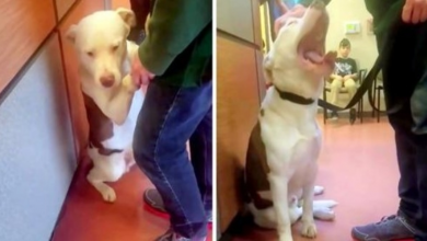 Photo of Mama Dog With A Broken Leg Leads Rescuers 2 Miles To Save Her Babies
