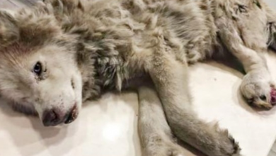 Photo of Filthy Old Husky With Infected Leg Hid His Magnificence Beneath His Pain