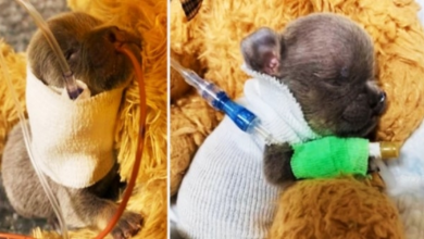 Photo of Sad story of newborn puppy without mother life just begin but suffered so much pain in life