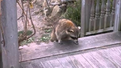 Photo of Woman gives food to blind raccoon, then hits records when he brings his two tiny “bodyguards”