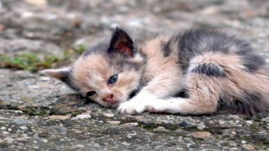 Photo of A tiny lump was lying by the side of the road: he tried to call for help, but he no longer had the strength