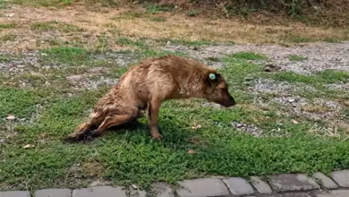 Photo of Inspiring Tale: Mobility-Challenged Canine Overcomes Odds in Unexpected Encounter on City Streets