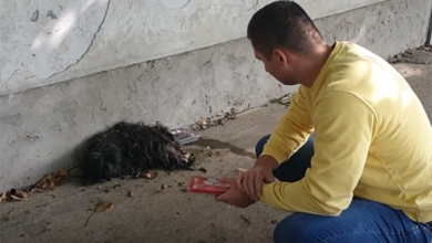 Photo of A Tale of Resilience: A Neglected Dog Finds Hope and Strength to Carry On