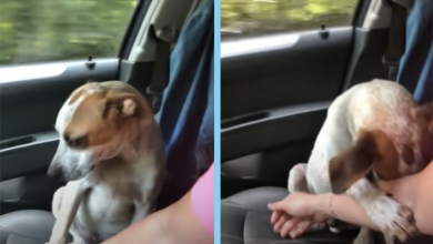 Photo of A Touching Farewell: Dying Dog’s Emotional Thank You Leaves Rescuer Touched