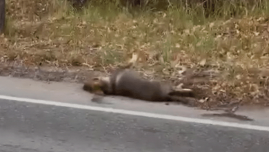 Photo of He battled hard and struggled after collapsing on the road to maintain his final breath