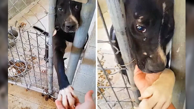 Photo of In Search Of Love And Human Warmth: This Dog Wants To Give Paw To Everyone Who Passes By His Cage