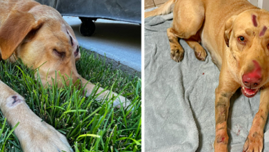 Photo of Heroic Labrador Retriever Fights Mountain Lion To Save Two Children And Protect The Family