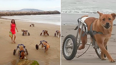 Photo of The touching moment when a woman takes her disabled dogs to the beach for a day of enjoyment.