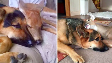 Photo of Sarge, a 9-Year-Old German Shepherd, became a loving Mother to many Orphaned Fawns!