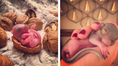 Photo of Couple Rescues Abandoned Baby Squirrel And Raises Her Properly
