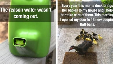 Photo of 50 Super Funny Posts For Anyone Who Loves Animals And Wants To Forget That The World Is A Mess