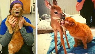 Photo of Cat Rescued From Fire Now Looks After Other Animals In Vet Clinic