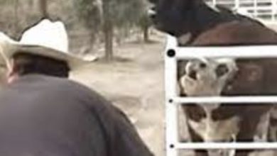 Photo of A grieving cow, having lost her calf, cries continuously, then she can’t proceed what she is looking through the gate
