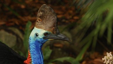 Photo of Man approaches world’s most dangerous bird – his 911 call is bone-chilling