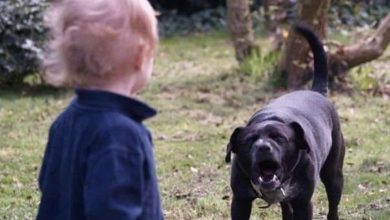Photo of Duke, a pit bull mix, astonished the entire neighborhood with a heroic act.