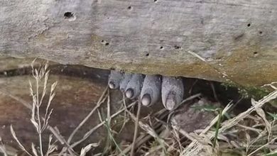 Photo of These Fingers Look Very Scary…