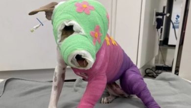 Photo of Riona was cruelly set on fire — after a year of recovery, she’s finally going to her new home