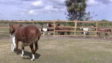 Photo of Horse gives birth to rare foal – you won’t believe the markings on her face