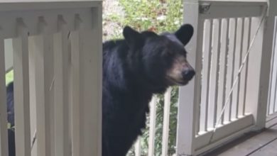 Photo of Man befriends a bear over the years and then she brings her cubs to meet him