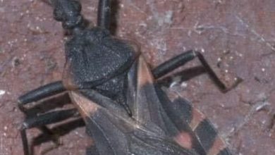 Photo of These Deadly Insects Attack Victims At Night, Killing Them Quietly Or Leaving Them With A Lifelong Infection