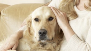 Photo of My Dog Suddenly Grew Extremely Attached to My Wife – When I Discovered the Reason, I Filed for Divorcee