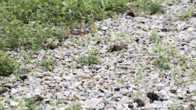 Photo of Neighbor Tossed Gravel onto My Immaculate Lawn During My Vacation – I Executed the Perfect Retaliation