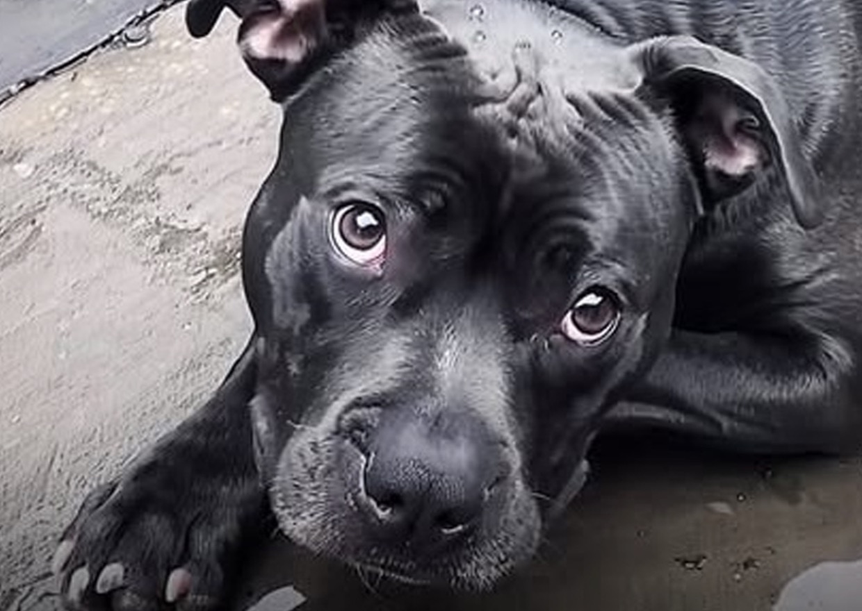 An abandoned pit bull had almost given up on humanity—until a ...