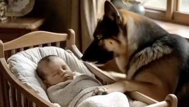 Photo of What Made the Family Dog Act So Strangely Around the Baby—and the True Reason Will Leave You Speechless