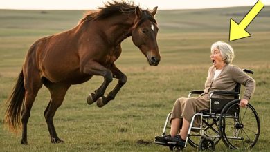 Photo of A wild mustang horse walked up to an elderly woman in a wheelchair—and what happened next left everyone speechless!