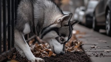 Photo of Hero Husky Kept Digging in the Yard — What His Owner Found Could’ve Ended So Bad…
