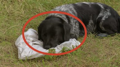 Photo of Biker Finds Abandoned Dog — The Truth Behind the Plastic Bag Will Break Your Heart