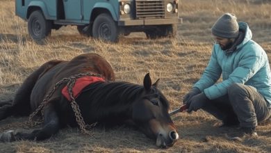 Photo of Vet Breaks Rusted Chains from Wild Stallion—Receives the Most Heartfelt ‘Thank You’
