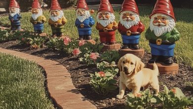 Photo of My Grumpy Neighbor and I Went to War Over a Lawn Gnome—You Won’t Believe How It Ended
