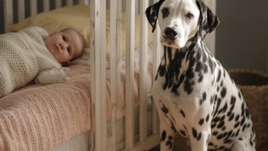 Photo of We Almost Rehomed Our Dalmatian for Barking at the Nanny—But the Security Footage Changed Everything