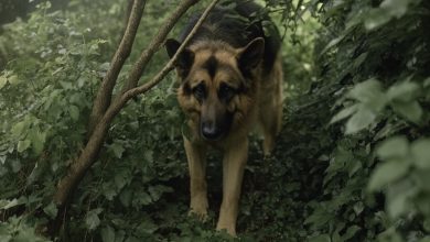 Photo of After Three Days in the Bush, Locals Finally Learn What the Dog Was Running From
