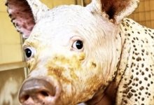 Photo of Miracle in the Wild: How a Hairless Bear Cub Regrew Its Coat in Just 12 Months