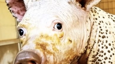 Photo of Miracle in the Wild: How a Hairless Bear Cub Regrew Its Coat in Just 12 Months