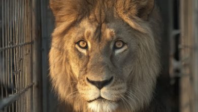 Photo of Watch the Awe in a Cement-Raised Lion’s Eyes as He Finally Steps onto Soft Grass