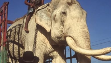 Photo of The Long Road to Freedom: Elephant Released After Decades of Forced Performances