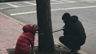 Photo of How One Woman’s Kind Act Saved a Shivering Dog and Touched Thousands