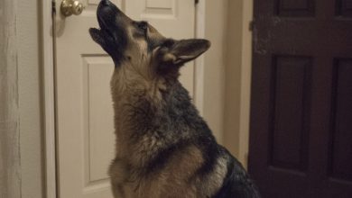 Photo of How My Dog’s Howling Led Me to a Shocking Truth About My Mother-in-Law