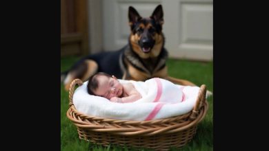 Photo of When My German Shepherd Led Me to a Helpless Newborn in a Basket