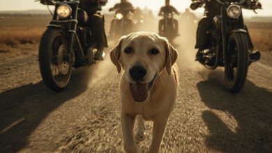 Photo of Unbreakable Loyalty: Canine Chases Motorcycles 200 Miles Until Exhaustion