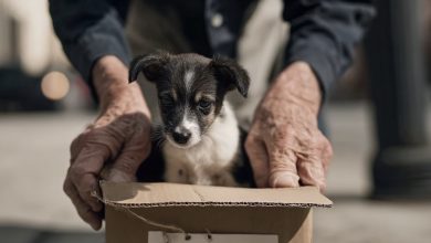 Photo of An abandoned pup becomes the blessing the heartbroken senior prayed for