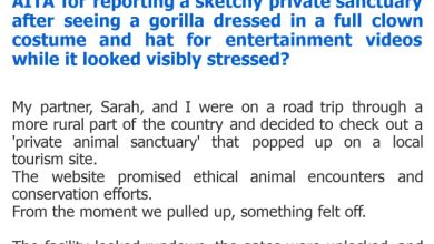 Photo of AITA for reporting a sketchy private sanctuary after seeing a gorilla dressed in a full clown costume and hat for entertainment videos while it looked visibly stressed?